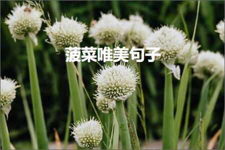 菠菜唯美句子（文案375条）